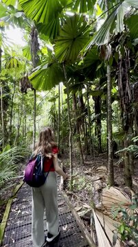 adventurous girl strolls in Licuala Forest Park admiring unique Australian fan palms (Licuala ramsayi) in lush dense rainforest, tropical North Queensland, near Cairns, Queensland, Australia