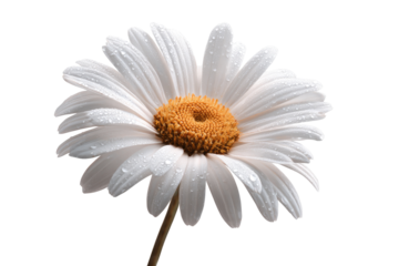 Close-up of a single white daisy, dew drops