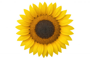 Fototapeta premium Sunflower head with bright yellow petals and dark brown center, facing front, representing summer and nature, transparent background