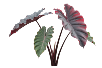 Exotic elephant ear plant with large textured leaves isolated on transparent background