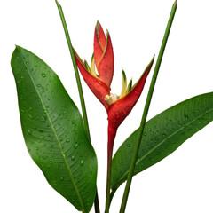 Pristine red Heliconia bloom framed by vibrant green leaves, delicate water droplets, isolated on a seamless transparent studio background, macro shot, diffused lighting. Concept for premium botanical