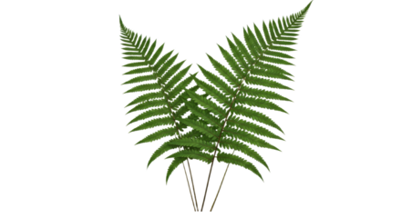 Two green fern fronds arranged symmetrically on a white background.