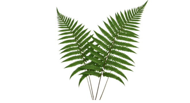 Two green fern fronds arranged symmetrically on a white background.