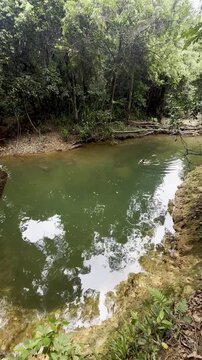 adventurous girl swims in crystal clear pond hidden in lush dense rainforest, Licuala Forest Park, tropical North Queensland, near Cairns, Queensland, Australia