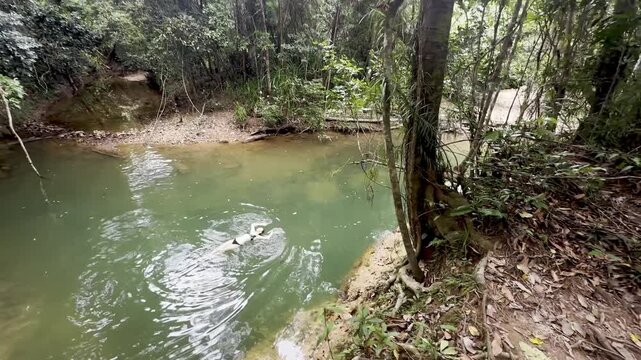 adventurous girl swims in crystal clear pond hidden in lush dense rainforest, Licuala Forest Park, tropical North Queensland, near Cairns, Queensland, Australia