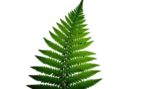 Vibrant Green Fern Leaf Detailed Macro Photography.