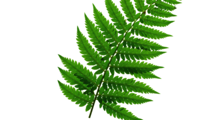 Vibrant Green Fern Leaf Isolated on White Background 3.