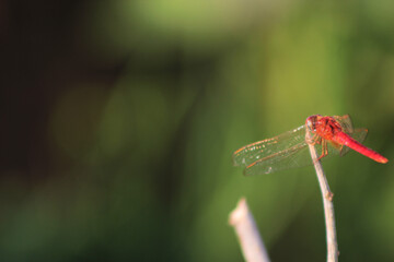 close up photo of red dragonfly