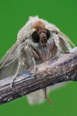 Facial closeup on a European White-point owlet moth, Mythimna albipuncta on a twig against a blurred green background