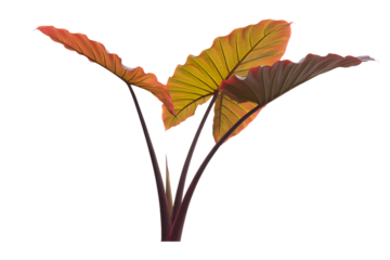 Vibrant autumn colored elephant ear plant leaves isolated on transparent background4