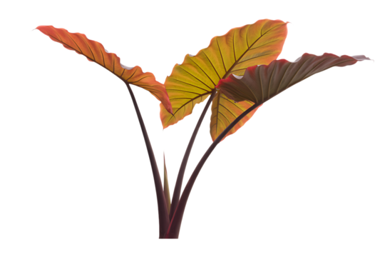 Vibrant autumn colored elephant ear plant leaves isolated on transparent background4