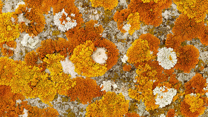 Beautiful nature patterns of colored mosses and lichens, natural texture banner Close-up surface...