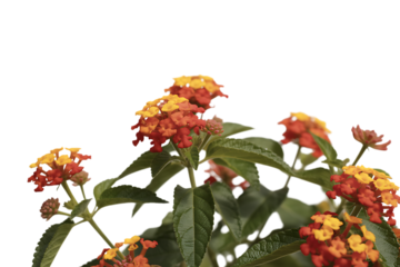 Vibrant cluster of orange and yellow lantana flowers isolated on transparent background