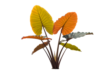 Vibrant elephant ear plant with large yellow and orange leaves isolated on transparent background