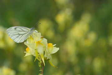 Obraz premium Closeup on a green-veined white butterfly, Pieris napi on top of a common or yellow toadflax flower