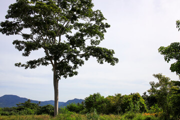 Large tree stands in a field with a clear blue sky above it