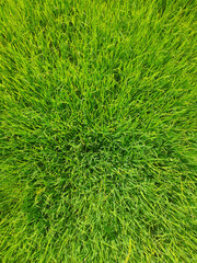 Lush Vibrant Green Grass Reaching Towards the Sunlight in a Natu