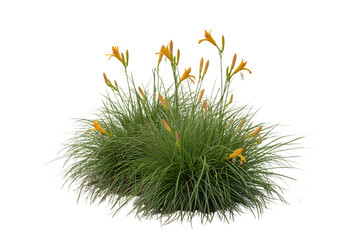 Vibrant orange daylily flowers bloom amidst lush green foliage isolated on transparent background