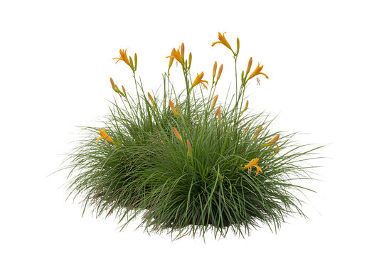 Vibrant orange daylily flowers bloom amidst lush green foliage isolated on transparent background