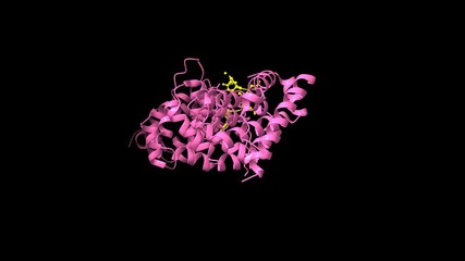 Structure of adenomatous polyposis coli (APC, pink) and peptide inhibitor (yellow). Animated 3D cartoon and molecular surface models, pdb 5iz6, black background