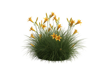 Vibrant orange daylily flowers blooming on a lush green bush isolated on transparent background2