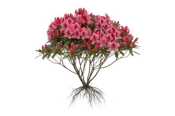 Fototapeta premium Vibrant pink azalea bush with intricate root system isolated on transparent background2