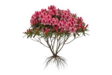 Vibrant pink azalea bush with intricate root system isolated on transparent background2