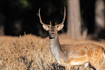 A young spotted-furred male fallow deer (Dama dama) stands among dry grasses with its impressive antlers. Wildlife.