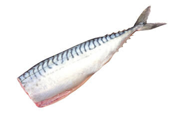 Fresh fish mackerel isolated on white