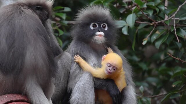 Dusky leaf monkey mother (Trachypithecus obscurus) and her golden baby perched on a temple roof. The yellow fur acts as a visual cue for parents and troop members, aiding protection. Slow motion.