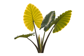 Vibrant yellow and green elephant ear plant leaves isolated on transparent background