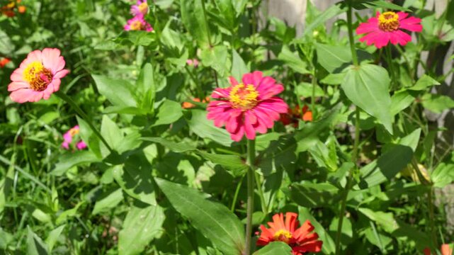 Colorful zinnias bloom in vibrant garden, showcasing pink and orange flowers surrounded by lush green foliage, creating lively scene that evokes joy and natural beauty