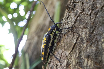 Fascinating close up of wild longhorn beetle with yellow spot. An insect, type of bug, crawling on tree bark showing moment of wildlife in its natural habitat