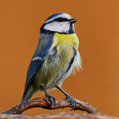 Blaumeise im Garten