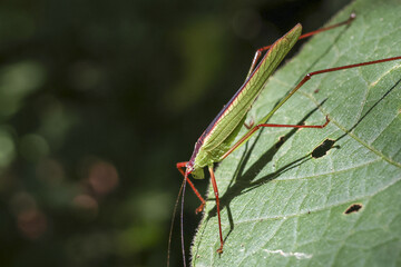 Calm green grasshopper with long leg rests on large leaf in natural wild setting. This macro shot shows detailed shadow and antenna of tiny insect in sunlight