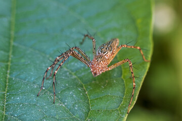 Watchful brown lynx spider sits on vibrant green leaf in natural wildlife setting. This macro close up view shows arachnid spiny leg and intricate pattern in its habitat