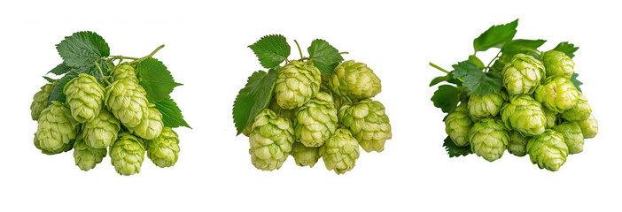 Three clusters of fresh green hops with leaves, isolated on a transparent background, showcasing their natural texture and botanical detail for brewing or decoration