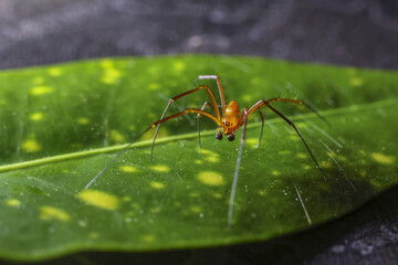 Tiny orange spider with long leg and big eye on spotted green leaf stares intensely. Macro photograph capturing delicate, creepy arachnid on its natural web in detail