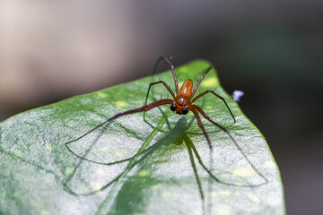 Alert ant mimicking spider poised on vibrant green leaf in nature. Sunlight casts delicate shadow, highlighting wild insect intricate form in this macro view