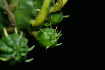 Close up, detail shoot of Euphorbia meloformis subs. Valida offset. Isolated on black background