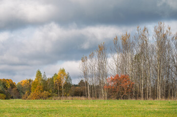 Golden autumn on a hilly plain covered with meadows and forest.