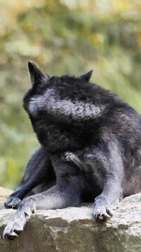 Loup noir du Canada (Canis lupus occidentalis) observ&eacute; dans la for&ecirc;t de Rambouillet, en &Icirc;le-de-France, couch&eacute; sur un rocher dans une lumi&egrave;re naturelle.