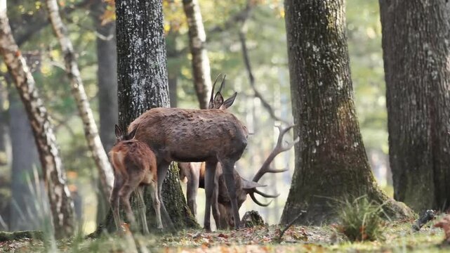 Cerfs &eacute;laphes (Cervus elaphus) en harde dans la for&ecirc;t de Rambouillet, &Icirc;le-de-France, broutant paisiblement sous la lumi&egrave;re matinale d&rsquo;automne.