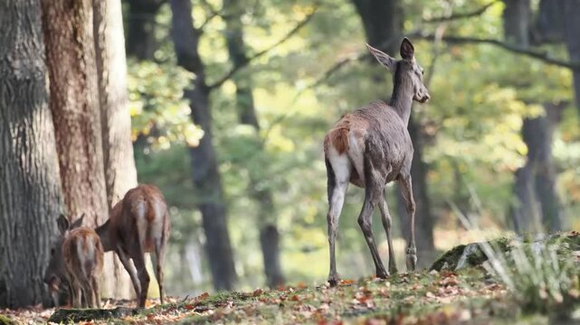 Cerfs &eacute;laphes (Cervus elaphus) en harde dans la for&ecirc;t de Rambouillet, &Icirc;le-de-France, broutant paisiblement sous la lumi&egrave;re matinale d&rsquo;automne.