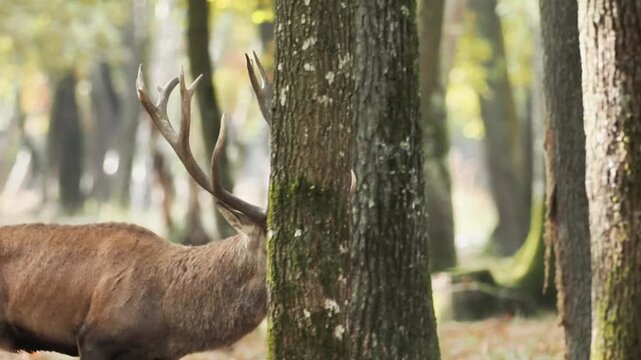 Cerf &eacute;laphe m&acirc;le (Cervus elaphus) dans la for&ecirc;t de Rambouillet, &Icirc;le-de-France, debout entre les arbres, observant son environnement dans la lumi&egrave;re naturelle.