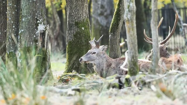 Cerfs &eacute;laphes m&acirc;les (Cervus elaphus) au repos dans la for&ecirc;t de Rambouillet, &Icirc;le-de-France, parmi les arbres couverts de mousse sous une lumi&egrave;re douce.