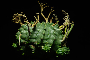 Close up, detail shoot of Euphorbia meloformis subs. Valida plant. Isolated on black background