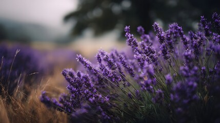 Obraz premium A field of vibrant purple lavender flowers in full bloom set against a soft blurred natural background under natural light