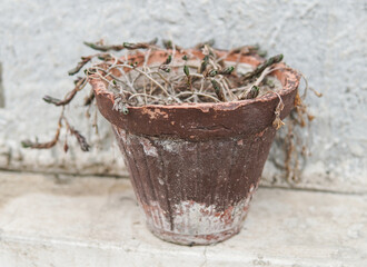 Naklejka premium A weathered terracotta pot with dried, wilted plants inside