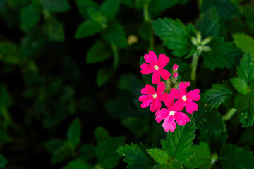 Bright pink flowers in sharp focus with a rich green leafy background. Ideal for nature-themed designs, botanical prints, web banners, social media, and floral product packaging.